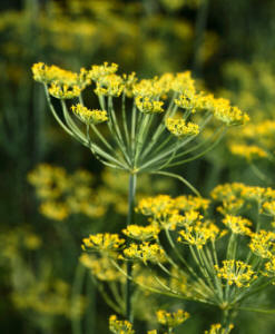 Herb Dill in flowers. 